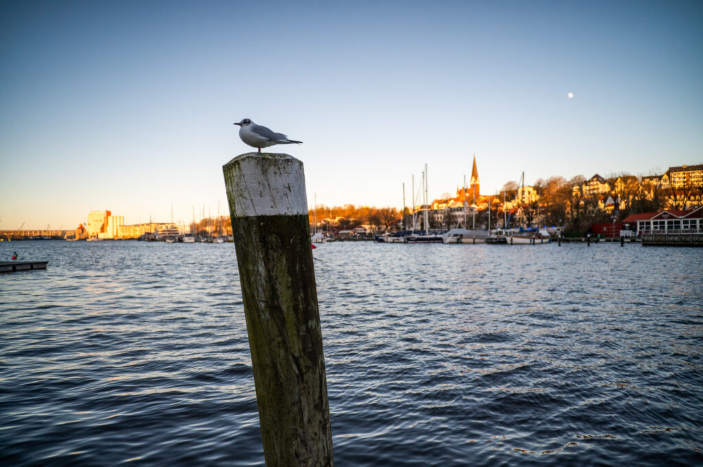 Möwe am Hafen Flensburg